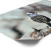 Poster Bruant à couronne blanche (Coin)