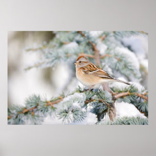 Poster Bruant américain en hiver