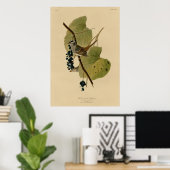 Poster Bruant blanc couronné (Bureau à domicile)