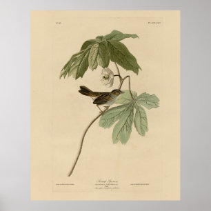 Poster Bruant des marais des oiseaux d'Amérique d'Audubon
