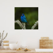 Poster Bruant indigo, Passerina cyanea, Côtiers (Cuisine)