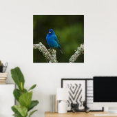 Poster Bruant indigo, Passerina cyanea, Côtiers (Bureau à domicile)