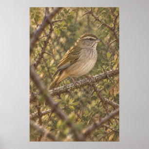 Poster Bruant olive dans les fourrés épineux du sud du Te