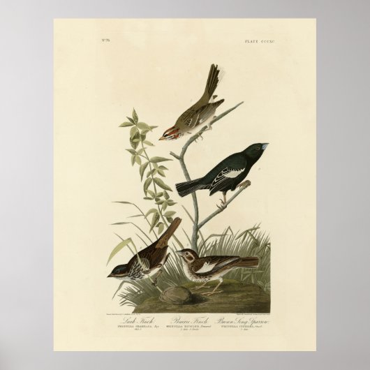 Poster Bruants, Bruants de Lark, Oiseaux d'Amérique d'Aud (Devant)