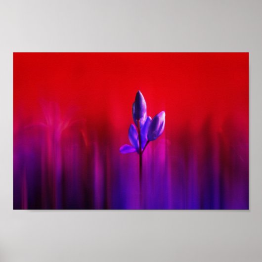 Poster Brume de tulipe pourpre (Devant)
