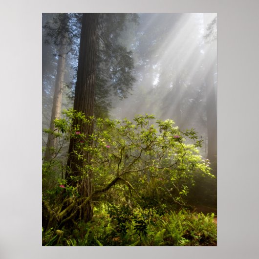 Poster Brume matinale sur le Rhododendron (Devant)