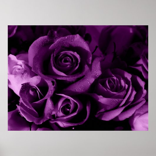 Poster Brume pourpre (Devant)