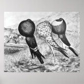 Poster Brunner Pouter Pigeons (Devant)