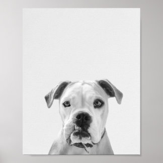 Poster Bruno le Bulldog américain