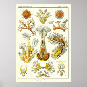 Poster Bryozoaires du plat 23
