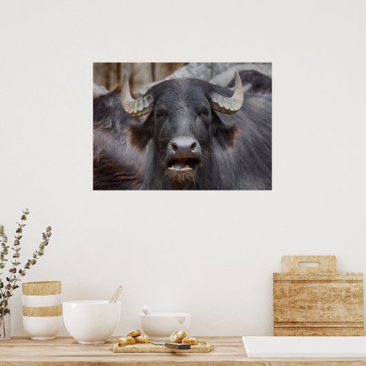 Poster Bubalus bubalis (Cuisine)