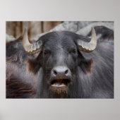 Poster Bubalus bubalis (Devant)