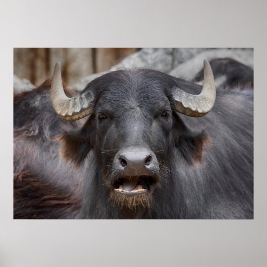 Poster Bubalus bubalis (Devant)