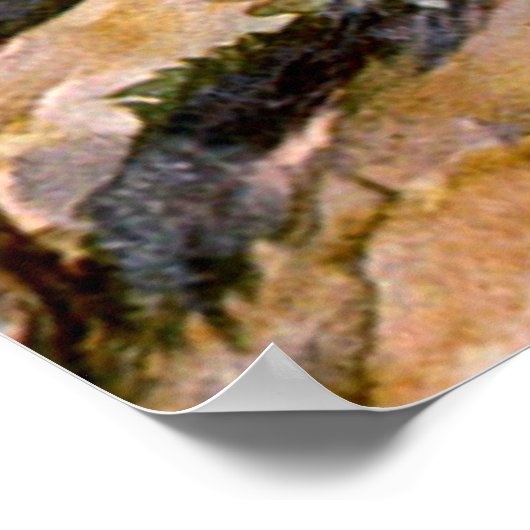 Poster Buccaros (Coin)