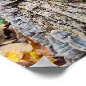 Poster Bûche d'arbre Balanide (Coin)