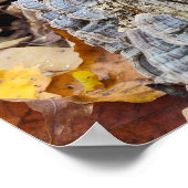 Poster Bûche d'arbre Balanide (Coin)