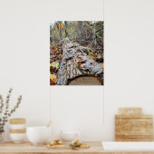 Poster Bûche d'arbre Balanide (Cuisine)