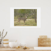 Poster Buck. (Cuisine)