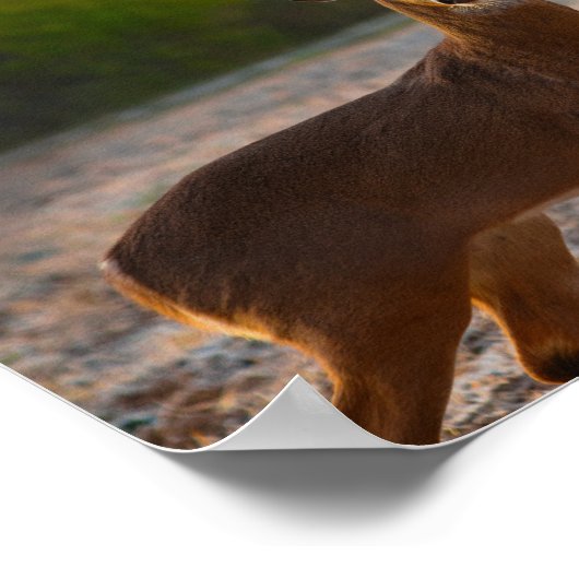 Poster Buck 7 points (Coin)