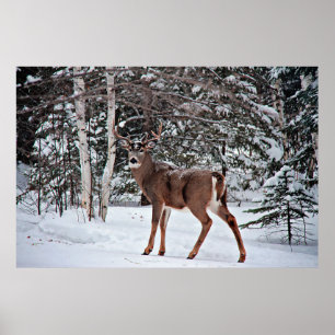 Poster Buck blanc canadien
