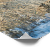 Poster Buck Couple | Mule Deer (Coin)