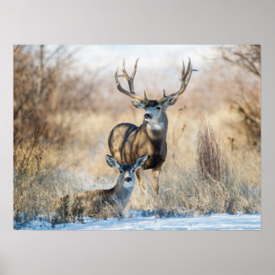 Poster Buck Couple Mule Deer