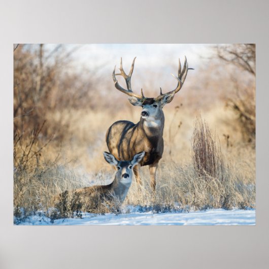 Poster Buck Couple | Mule Deer (Devant)
