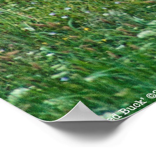 Poster Buck de lit (Coin)