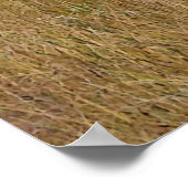 Poster Buck debout dans un champ (Coin)