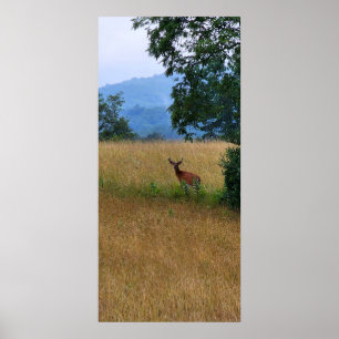 Poster Buck debout dans un champ