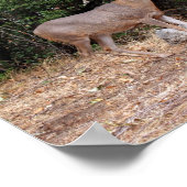 Poster Buck Deer en Californie USA Canvas Print (Coin)