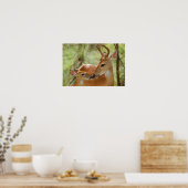 Poster Buck Whitetail Et Bonification De La Faune (Cuisine)