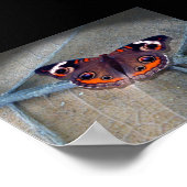 Poster Buckeye (Coin)