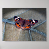 Poster Buckeye (Devant)