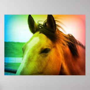 Poster Buckskin couleur arc-en-ciel