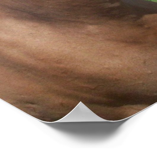 Poster Buckskin Mustang (Coin)