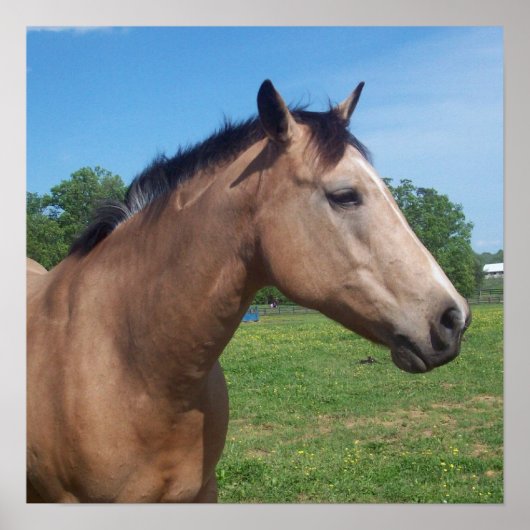 Poster Buckskin Mustang (Devant)