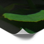 Poster Bud d'un rose (Coin)