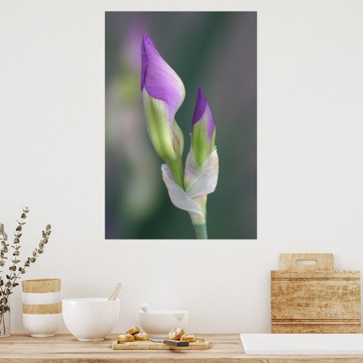 Poster Bud Iris Violet [L] (Cuisine)