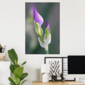Poster Bud Iris Violet [L] (Bureau à domicile)