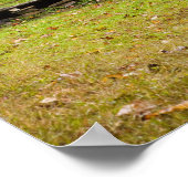 Poster Bud Ogle House, Great Smoky Mountains National (Coin)