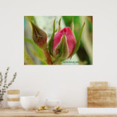 Poster Bud Rose fermé (Cuisine)