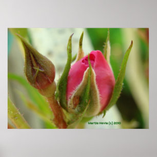 Poster Bud Rose fermé
