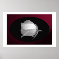 Bud rose (noir et blanc)