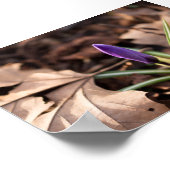 Poster Budding Crocus (Coin)