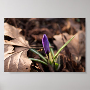 Poster Budding Crocus