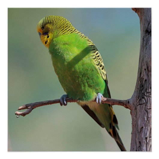 Poster Budgie_2015_0102 (Devant)