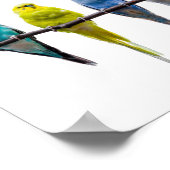 Poster Budgie Birds (Coin)