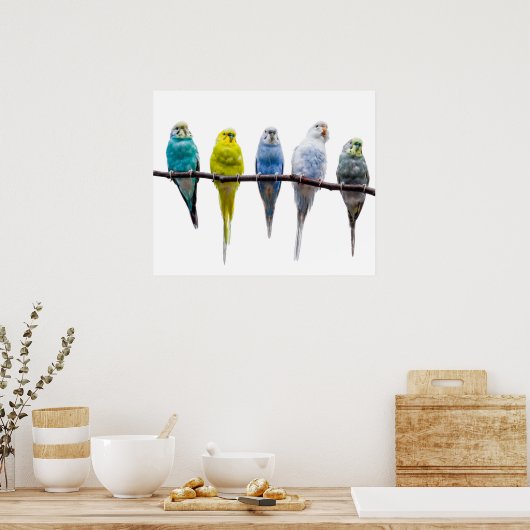 Poster Budgie Birds (Cuisine)