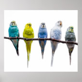Poster Budgie Birds (Devant)